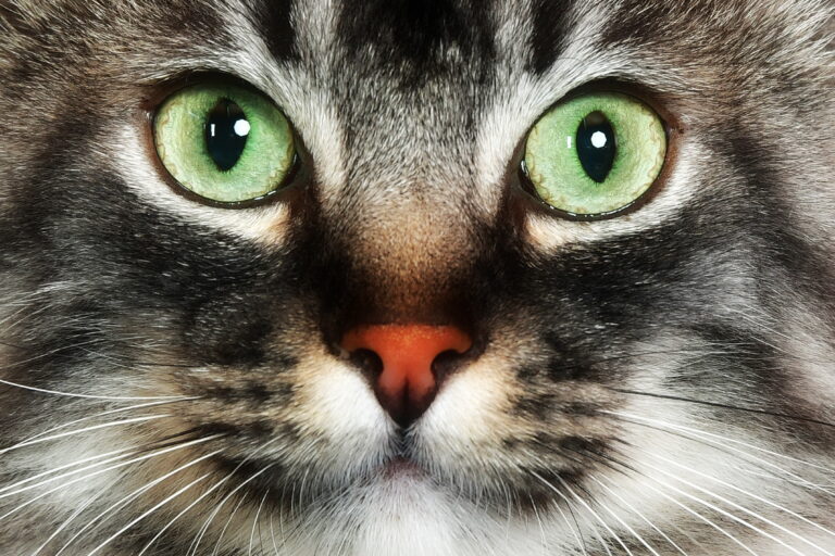 exposition féline internationale