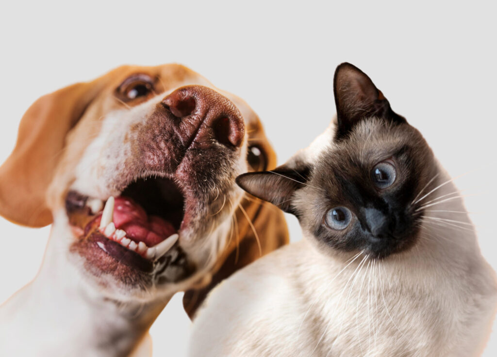 Chien et chat