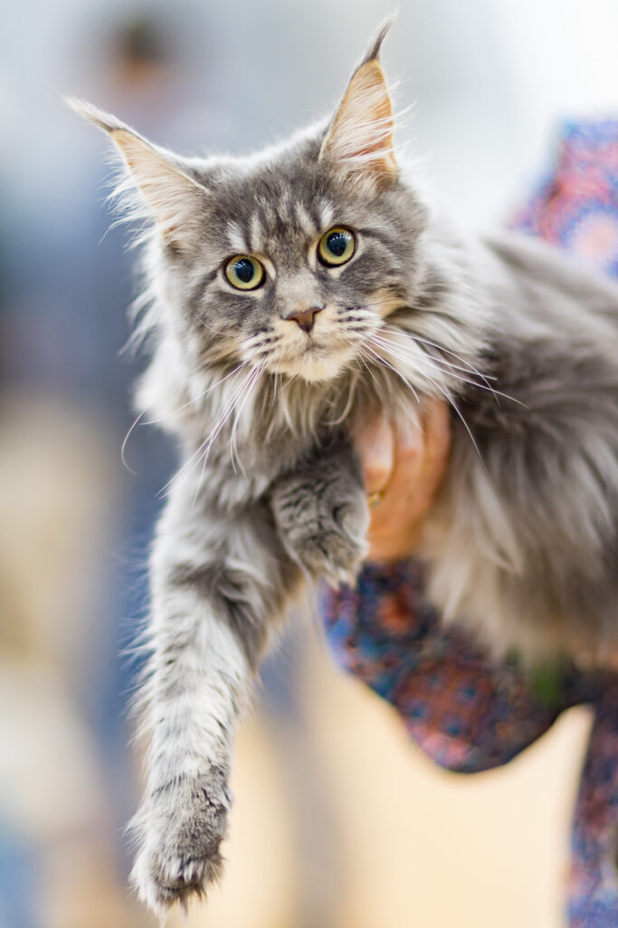 Exposition féline internationale - Automnales Food Festival 2025 (C) Pierre Albouy