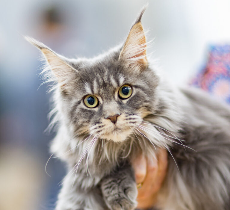 Exposition féline internationale - Automnales Food Festival 2025 (C) Pierre Albouy