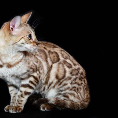Bengal Bengal