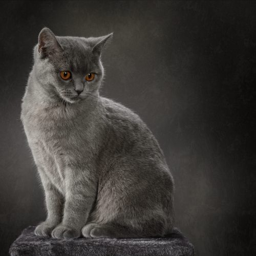 Chartreux Chartreux