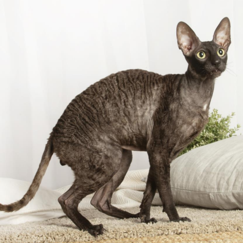Cornish Rex Cornish Rex