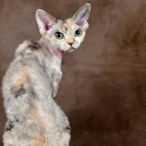 Devon Rex Devon Rex