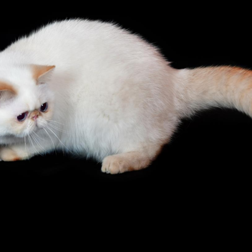 Exotic Shorthair Exotic Shorthair
