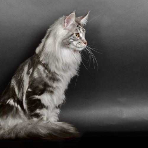 Maine Coon Maine Coon