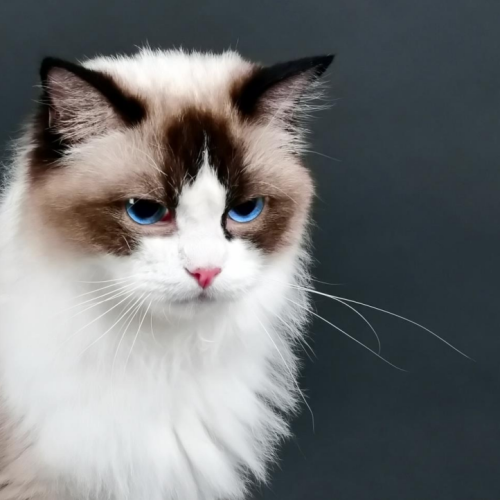 Ragdoll Ragdoll
