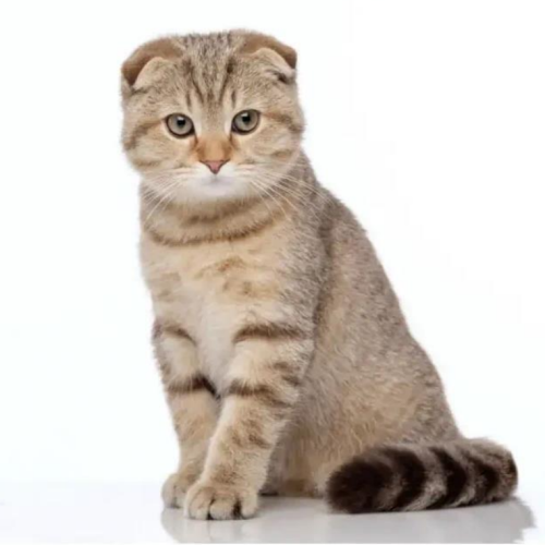 Scottish Fold Scottish Fold