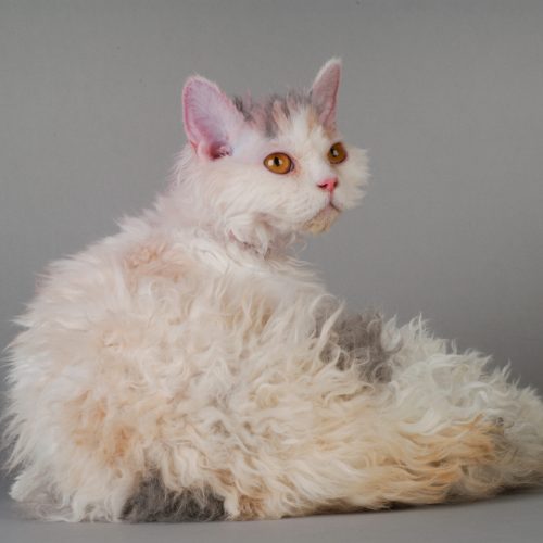 Selkirk Rex Selkirk Rex